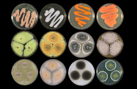 Fungi Plates