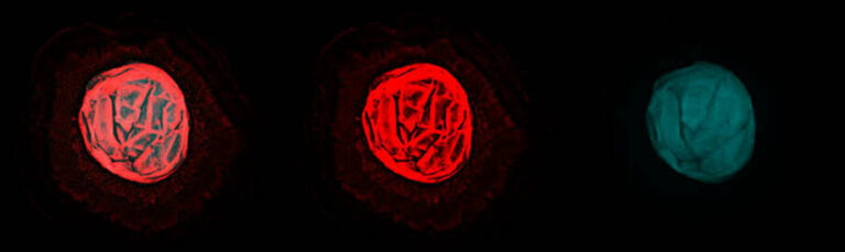 labelled-bac-coinfec