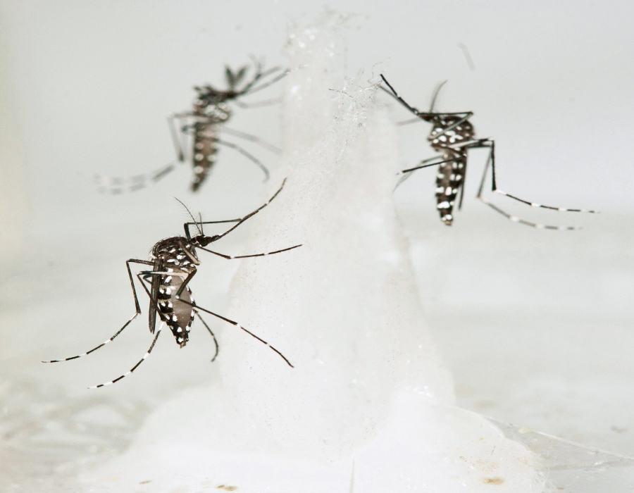 Aedes albopictus drinking sugar water