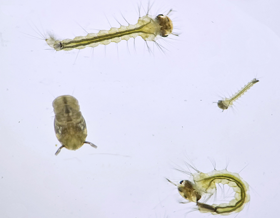 Culex quinquefasciatus larvae and pupae