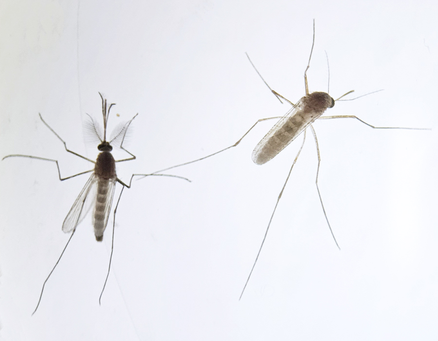 Culex quinquefasciatus male and female