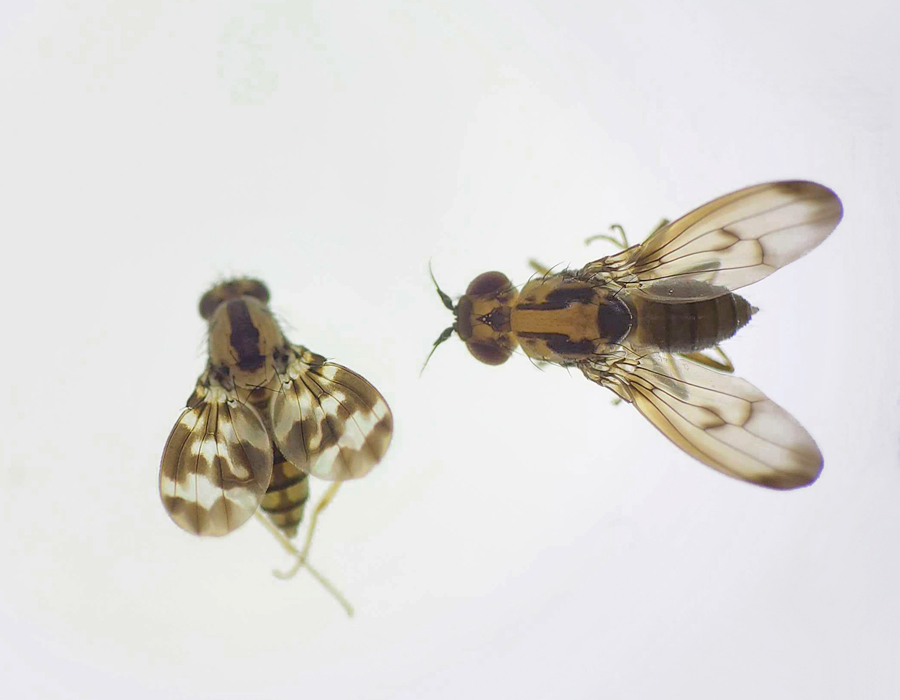 Drosophila grimshawi and Drosophila silvestris