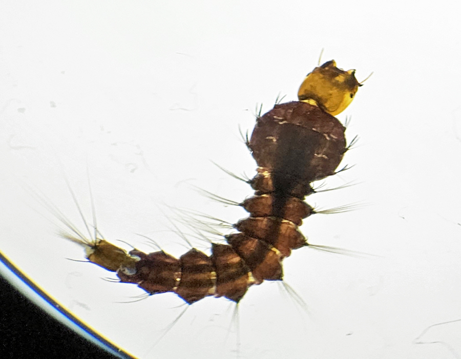 Toxorhynchites larva