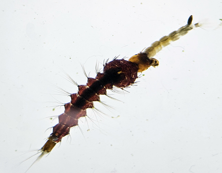 Toxorhynchites larva eating prey larva