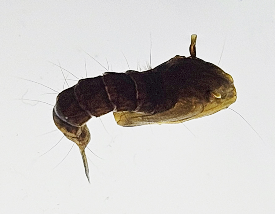 Toxorhynchites pupa top view